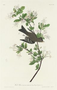 Wood Pewee av Robert Havell after John James Audubon
