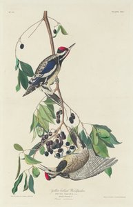 Gulbukspett av Robert Havell after John James Audubon