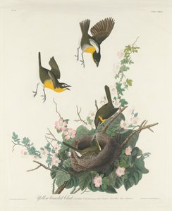 Gulbrystet Chat av Robert Havell after John James Audubon