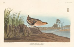 Gulbrystet skinne av Robert Havell after John James Audubon