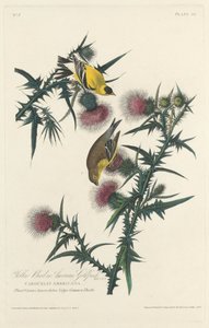 Yellow Bird or American Goldfinch   1250450   no       norwegian Successfully Translated  Original: Chobham Common, 1911, 1914 Translat: 
