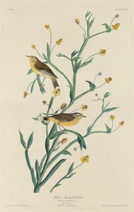 Gul rødsanger av Robert Havell after John James Audubon