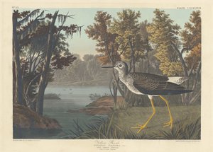 Gul skaft av Robert Havell after John James Audubon