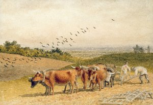 Okser som pløyer et nedlandsfelt