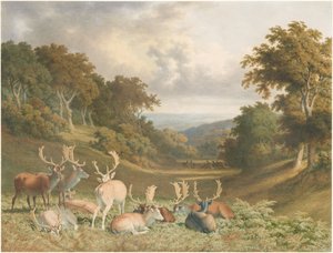 Hjorter i Knole Park, Kent av Robert Hills
