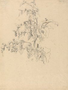Studie av løvverk av Robert Hills