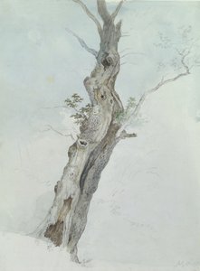 Trestudie, ca. 1800-05 (wc over grafitt på papir) av Robert Hills