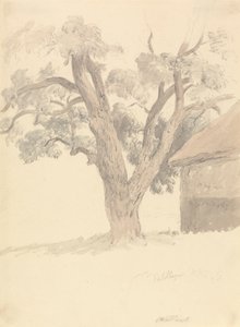 Valnøtttre av Robert Hills