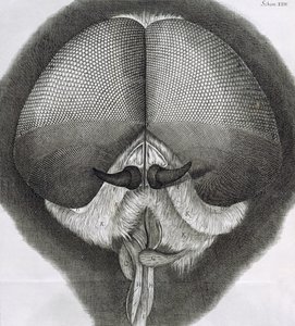 Grå droneflue, observasjon XXXIX fra Hookes Micrographia, 1664 av Robert Hooke
