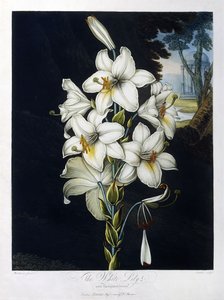 Den hvite liljen av Robert John (after) Thornton