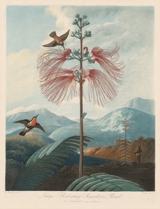 The Temple of Flora, or Garden of Nature: Large Flowering Sensitive Plant, 1799-1807.