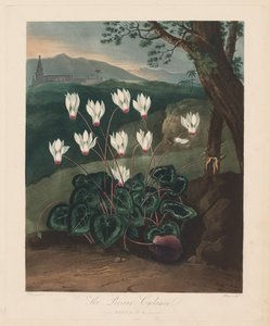 The Temple of Flora, eller Garden of Nature: Den persiske Cyclamen