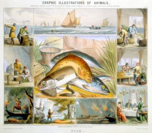 Fisk, c1850