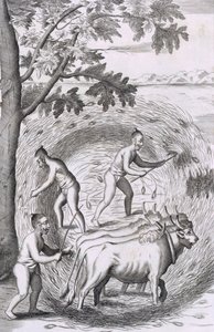 Måten å tråkke ut risen deres, fra An Historical Relation of the Island Ceylon, pub. 1681 gravering av Robert Knox