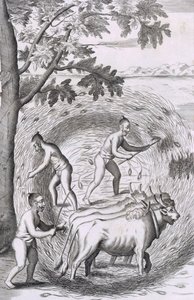 Måten å tråkke ut risen deres, pub. 1681. av Robert Knox