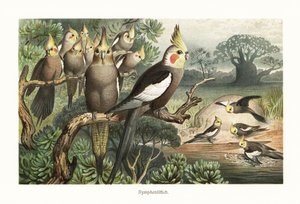 Flok av kakatier, Nymphicus hollandicus, ved et vannhull. 1882 (kromolitografi) av Robert Kretschmer