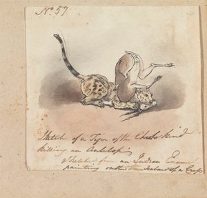 En gepard som dreper en antilope av Robert Mabon