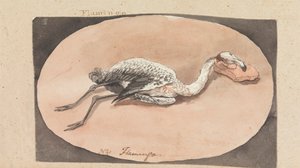 Flamingo av Robert Mabon
