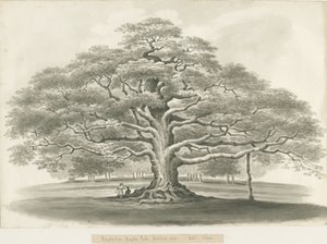 Blithfield - Bagot