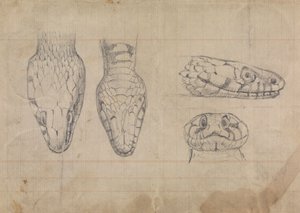 Studie av hodet til en slange av Robert Smirke