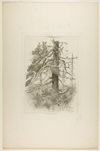 Gamle trær på Naushon Island av Robert Swain Gifford