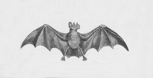 Vampyrflaggermus, c1885, 1890 av Robert Taylor Pritchett
