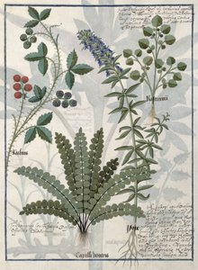 Bregner, brambles og blomster, illustrasjon fra boken om enkle medisiner av Mattheaus Platearius av Robinet Testard