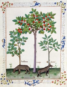 Hasselnøttbusk (til venstre) og kirsebærtre (i midten), illustrasjon fra Book of Simple Medicines av Mattheaus Platearius 162r av Robinet Testard