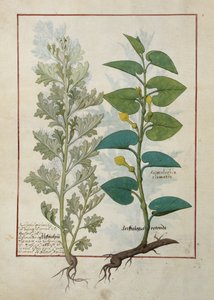 Illustrasjon fra The Book of Simple Medicines av Mattheaus Platearius av Robinet Testard
