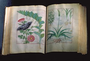 Fr. Fr. Fv VI #1 To sider som viser rose og hvitløk, fra The Book of Simple Medicines av Mattheus Platearius (d.c.1161) ca. 1470 av Robinet Testard