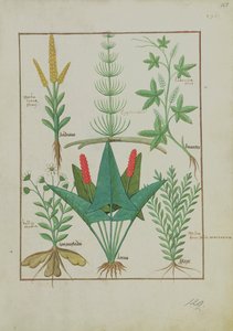 Fr. Fr. Fv VI #1 fol.125r Øverste rad: Mais, Equisetum og Labruscae flos. Nederste rad: Daisy, Jarus og merian, illustrasjon fra The Simple Book of Medicine, av Mattheaus Platearius (d.c.1161) ca. 1470 av Robinet Testard
