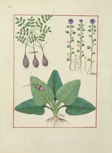 Fr. Fr. Fv VI #1 fol. Illustrasjon fra Book of Simple Medicines av Mattheaus Platearius (d.c.1161) ca. 1470 av Robinet Testard