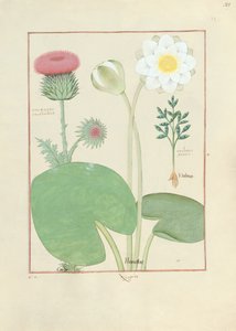 Plumed tistel, vannlilje og ricinusbønneplante, illustrasjon fra The Book of Simple Medicines, av Matthaeus Platearius av Robinet Testard