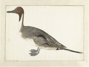 Drake Pintail av Rochus van Veen