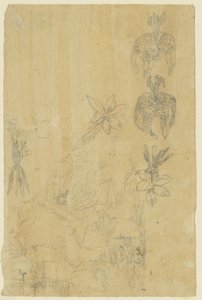 Blomsterstudier og badende kvinner av Rodolphe Bresdin