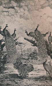 Påfuglene, 1869, 1946 av Rodolphe Bresdin