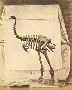 Dinornis Elephantopus Dinosaur av Roger Fenton