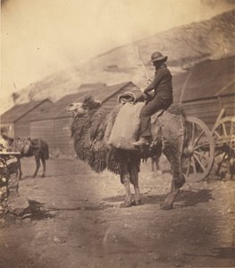 [Mann ridende på en kamel] av Roger Fenton