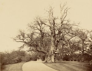 [Studie av et tre og en innkjørsel] av Roger Fenton