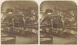 The Megatherium, British Museum, 1850-tallet. av Roger Fenton