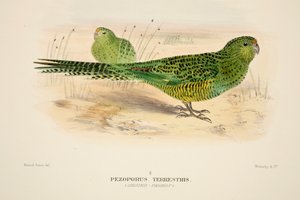 Ground Parrot, pub. 1916 håndfarget gravering. av Roland Green