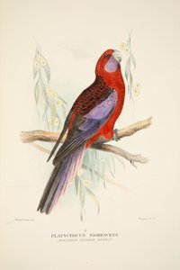 Northern Crimson Parrot, pub. 1916 håndfarget gravering. av Roland Green