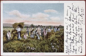 Postkort som viser rumenske bønder som høster, 1906