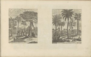 Landschappen met mangobomen, kokos- en palmbomen Frukter av øya Java, etc / Trees of India (tittel på objekt) Øst- og Vestindia og andre steder (serietittel) av Romeyn de Hooghe