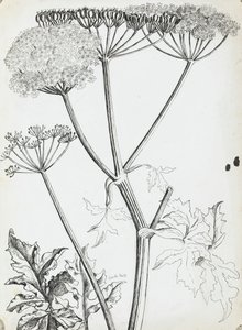 Kupersille