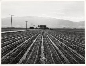 Young Lettuce, Salinas, California av Russell Lee