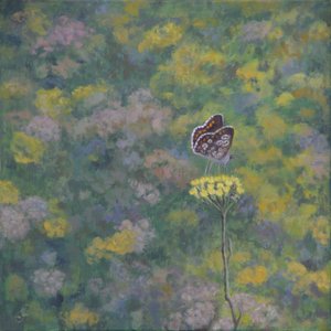 Brown Argus (etter bilde av Sara Crow) av Ruth Addinall
