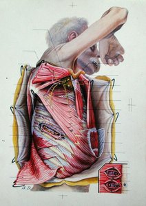 Disseksjon av høyre sideflate av thorax, fra en bok om anatomi (farget gravering) av S. Dupret
