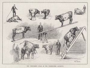 The Performing Bulls at the Westminster Aquarium (gravering)