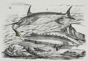 1 sverdfisk (Xiphias gladius), 2 stør (Acipenser sturio), litografi av Salvatore Puglia fra Poliorama Pittoresco, n 10, 16. oktober av Salvatore Puglia